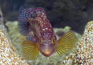 Corkwing wrasse.
Aughrus. by Mark Thomas 